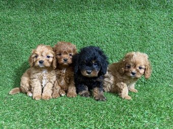 Cavapoo - 10