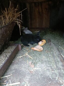 Predám králiky - 10