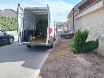 Tuja Smaragd, vavrínovec, červienka - Prešov - 10