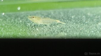 Krevetky Atyopsis Moluccensis (Bamboo Shrimp, Molucká) - 10