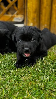 Šteniatka labrador - 10
