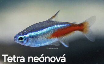 Predám akvarijné rybičky - 10