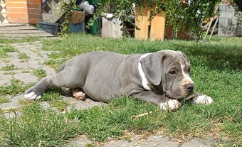 Americký stafordšírský teriér, American Bully XL - 10