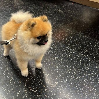 Pomeranian mini Boo - 10