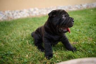 Sharpei šarpej - 10