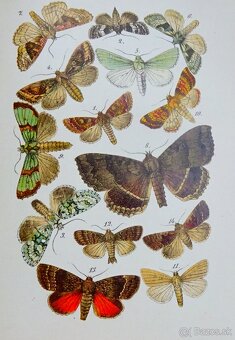 K. EXLER:Motýlové, vydaná 1898, il. kameňotlač - 10