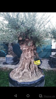 Olivovník Europea - 10