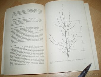 ez ovoných dřevin - 10