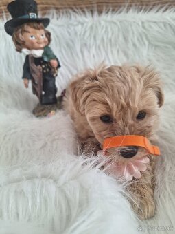 Maltipoo šteniatka, F1 - 10