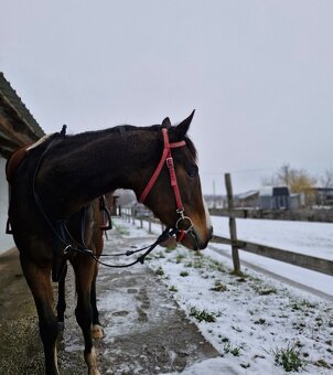 4 ročná A1/1 - 10