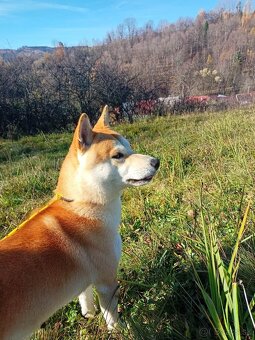 Shiba inu - 10