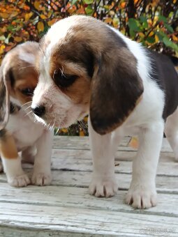 Beagle, bigel, bigl bez PP - 10