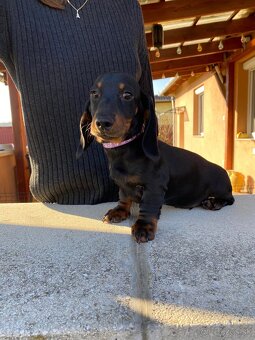 Jazvečík trpasličí s PP (chalani) - 10