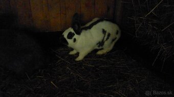 Králiky do chovu - 10