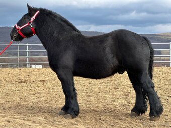 Ťažný kôň na predaj - Valach - 10