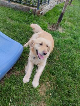 Zlatý retriever - 10
