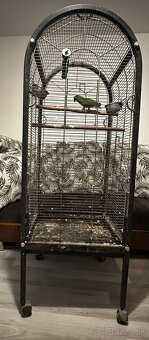 Papagáj Senegalský samec - 10