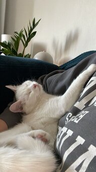 Skibi si hľadá parťákov a milujúci domov - 10
