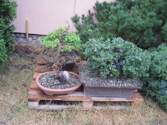 bonsai,bonsaj-hrab 15 - 10