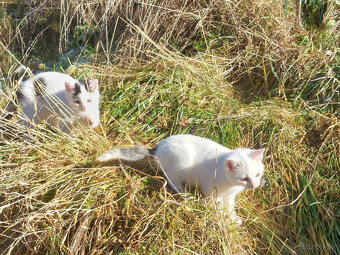 Podarujem mačiatka - 10