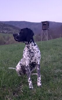 Auvergneský stavač, Braque d'auvergne - 10