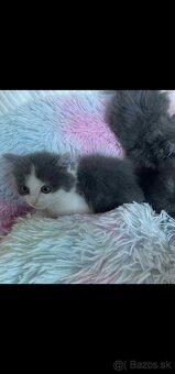 Ragdoll s britským bicolor mačiatka - 10
