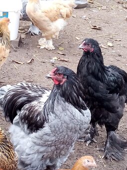 Mladé kohúty brahman - 10