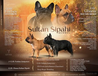 Francúzsky buldoček s PP, FCI - 10