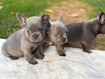 Francúzsky buldoček - 10