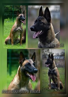 Belgický ovčák Malinois s PP po Edward Ad-Gür - 10
