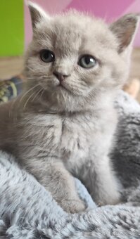 Britské mačiatka - 10