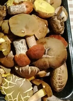 Sušené bylinky 1 - 10