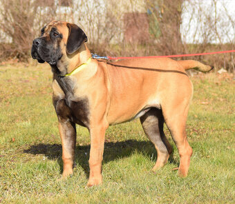 BOERBOEL BALLOTADA -2 FENY-10 MĚSÍCŮ-garance DKK,DLK,OCD - 10