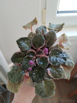 Panašovanu africká fialka (Saintpaulia variegata) - 10
