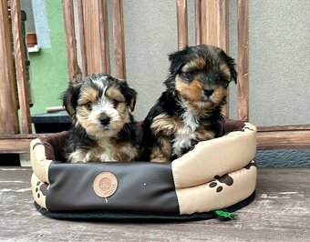 Yorkshire terrier - 10