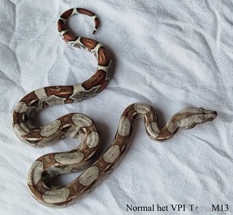 Boa constrictor - 10