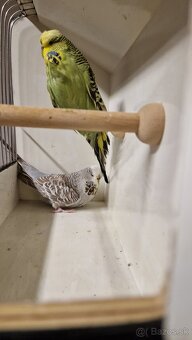 Vystavne Andulky - 10