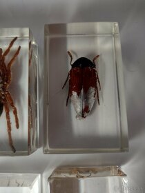 Exotický hmyz z celého sveta škorpión, chrobák, mucha, pavúk - 10