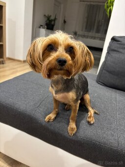 Yorkshirsky terrier, yorkie, york - 10