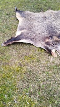 Predám vypracovanu kožu zlatého diviaka parožie zhody trofej - 10