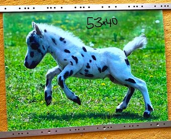 NHL kartičky, tapety koňov,... - 10