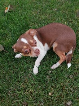 Čivava krátkosrstá - 10