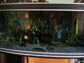 Akvarium komplet s rybami aj s prislusenstvom - 10