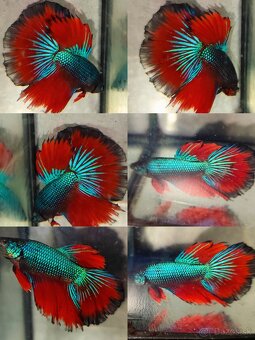 Betta Splendens - Bojovnica Pestrá. - 10