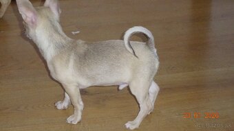 čivava krátkosrstá - 10