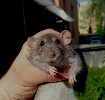 Potkaniky dumbo a štandart s VP - 10