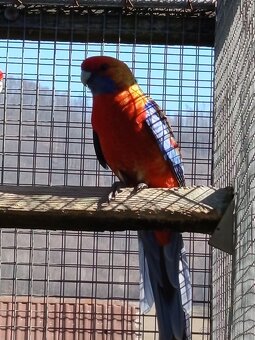 Rozely Adelaidské - 10