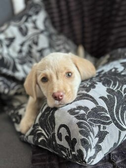 Šteniatka labrador a biely chlapec IHNEĎ - 10