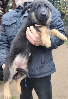 Nemecký ovčiak - 10