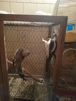 Predám korely aj andulky - 10